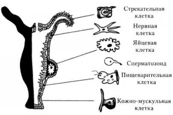 Гидра зеркало