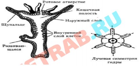 Кракен маркет что это