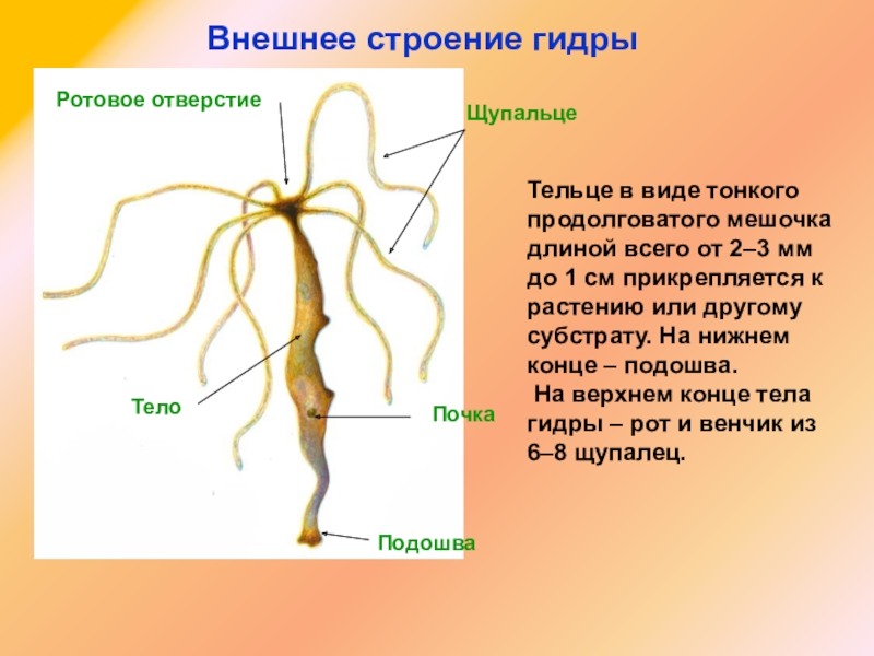 Даркнет зеркало